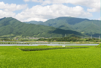 绿色景观南韩国绿色景观南韩国与大米字段而且山