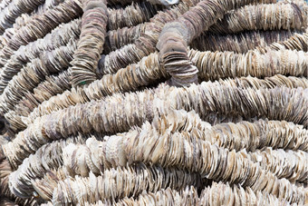 背景扇贝贝壳背景扇贝贝壳安排绳子使用牡蛎农业解决底物为的牡蛎幼虫
