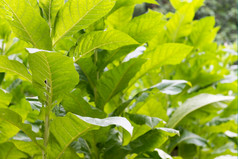 新鲜的绿色烟草植物新鲜的绿色烟草植物与大叶子农场