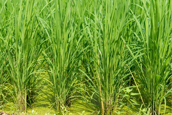 绿色大米场背景绿色大米场背景与年轻的大米植物