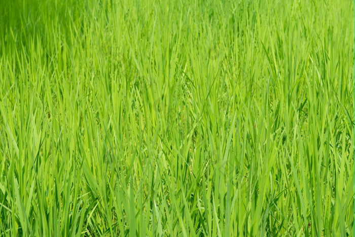 绿色大米场背景绿色大米场背景与年轻的大米植物