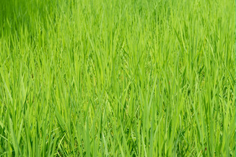绿色大米场背景绿色大米场背景与年轻的大米植物
