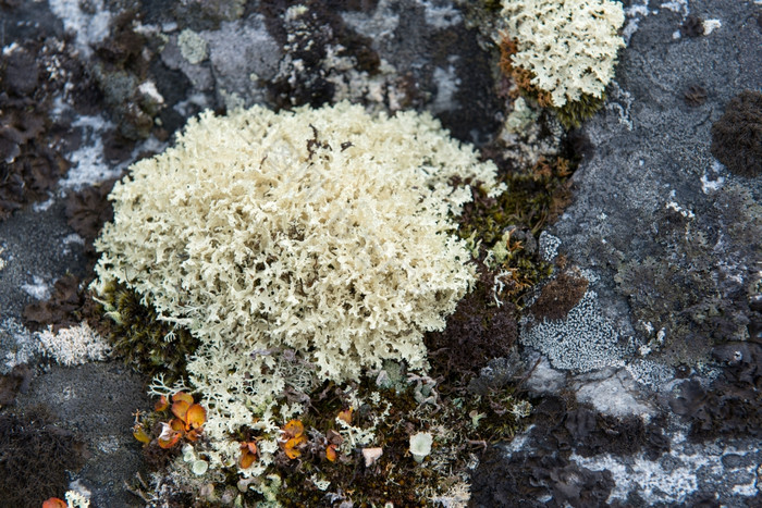 地底而且苔原植被细节地底而且苔原植被格陵兰岛在夏天