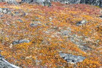 地底而且苔原植被细节地底而且苔原植被格陵兰岛在夏天