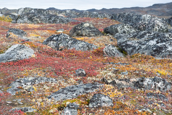地底而且苔原植被细节地底而且苔原植被格陵兰岛在夏天