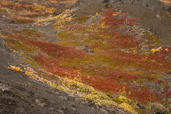 北极<strong>植被</strong>特写镜头北极苔原<strong>植被</strong>夏天而且秋天格陵兰岛与红色的而且黄色的颜色