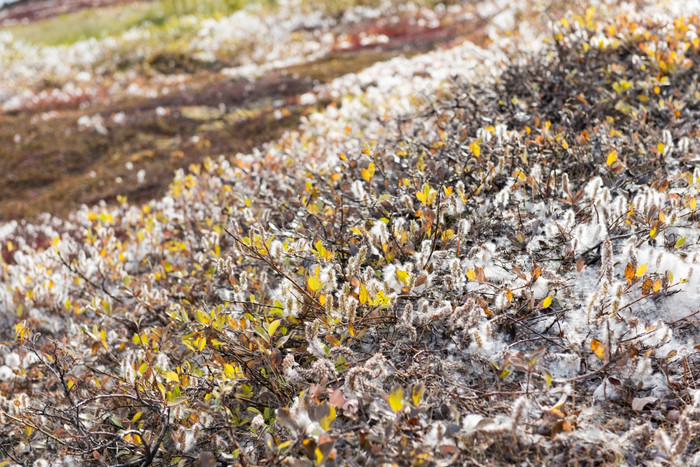 柳树glauca灰色的柳树格陵兰岛柳树glauca灰色的柳树格陵兰岛晚些时候夏天与种子覆盖柔和的纤维