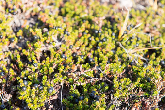 野生黑色的红莓苔子恩佩特鲁姆nigrum布什格陵兰岛野生黑色的红莓苔子恩佩特鲁姆nigrum布什格陵兰岛与成熟的水果
