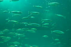 学校鱼水族馆学校鱼水族馆与绿色水