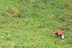 红色的狐狸狐狐站而且看对的相机