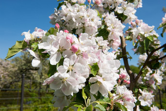 盛开的苹果树细节白色花盛开的苹果树细节