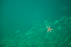 海明星水族馆见过从下面海星辰从下面水族馆与绿色水