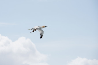 北部塘鹅苏拉巴萨纳飞行见过从下面前面蓝色的天空