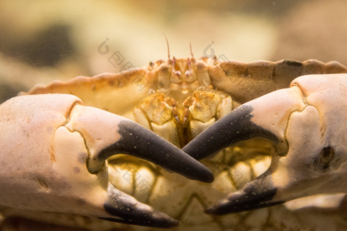 癌症pagurus也已知的可食用的蟹棕色（的）蟹癌症pagurus也已知的可食用的蟹棕色（的）蟹见过活着下水