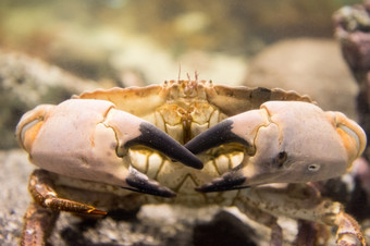 癌症pagurus也已知的可食用的蟹棕色（的）蟹癌症pagurus也已知的可食用的蟹棕色（的）蟹见过活着下水