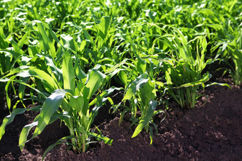 培养粮食作物的场绿色玉米培养粮食作物
