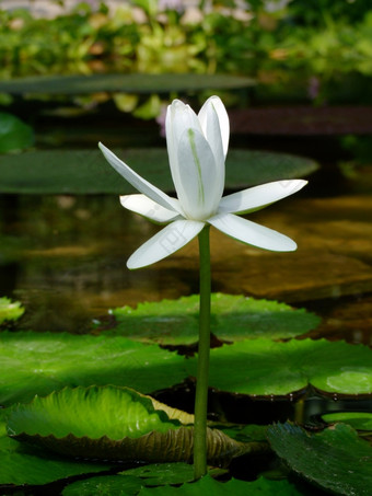 睡莲花忘忧草