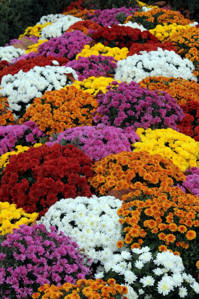 花图片