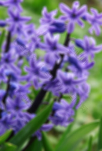 紫色的风<strong>信</strong>子风<strong>信</strong>子一个的第一个美丽的春天花可以使用背景模糊风格