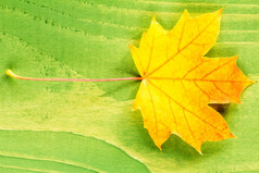 黄色的秋天叶在绿色木背景