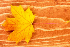 色彩斑斓的秋天叶棕色（的）木背景