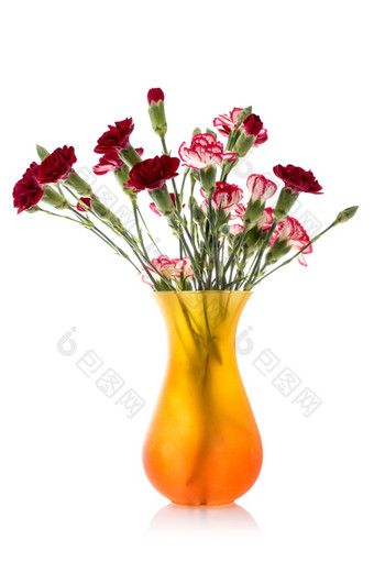 康乃馨花束玻璃花瓶孤立的白色背景