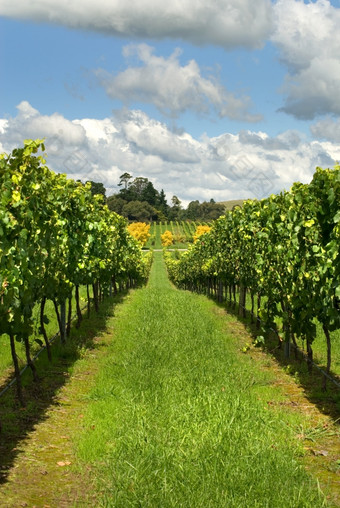 行葡萄藤日益增长的葡萄园的南部高地新南威尔士澳大利亚