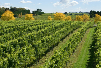 视图葡萄园日益增长的寒冷的气候葡萄酒附近萨顿森林的南部高地新南威尔士澳大利亚
