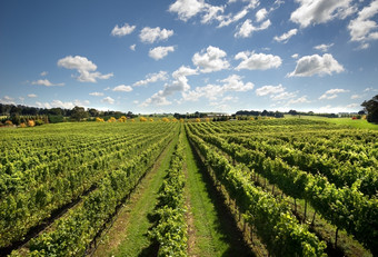 视图葡萄园日益增长的寒冷的气候葡萄酒附近萨顿森林的南部<strong>高地新</strong>南威尔士澳大利亚