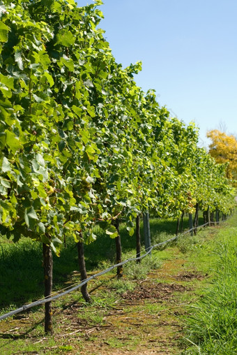 视图葡萄园日益增长的寒冷的气候葡萄酒附近萨顿森林的南部高地新南威尔士澳大利亚