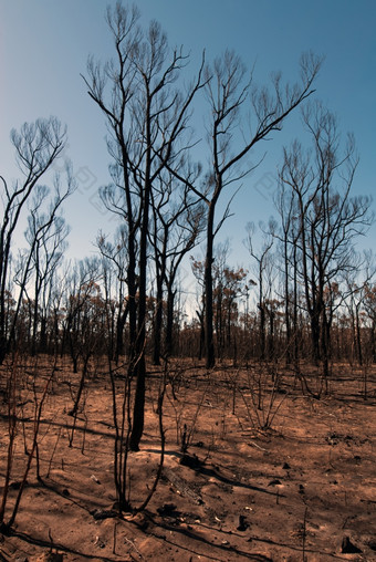 这<strong>场景</strong>组成干旱地球而且烧树是捕获后的最近bushfires新南威尔士澳<strong>大</strong>利亚