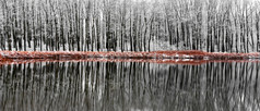 白雪覆盖的落叶树反映了湖的捷克共和国