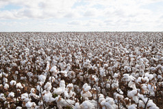 棉花准备好了为收获附近沃伦新南威尔士澳大利亚