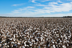 棉花准备好了为收获附近格里菲思新南威尔士澳大利亚