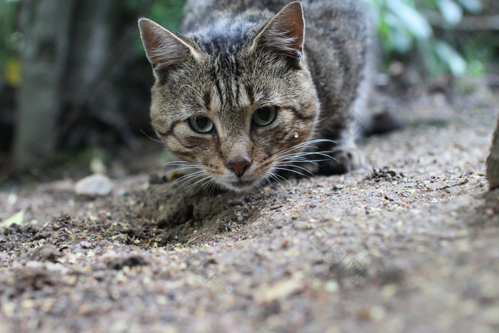 动物的鼻口灰色的虎斑猫与绿色眼睛奇怪的是看成的相机动物的鼻口灰色的虎斑猫与绿色眼睛