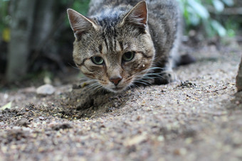 动物的鼻口<strong>灰</strong>色的虎斑猫与<strong>绿</strong>色眼睛奇怪的是看成的相机动物的鼻口<strong>灰</strong>色的虎斑猫与<strong>绿</strong>色眼睛