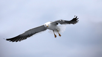 海鸥与延伸翅膀飞翔