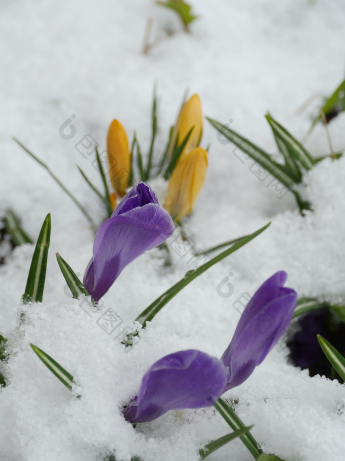 番红花属第一个春天花下白色雪番红花属第一个春天花