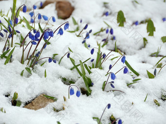 Scilla蓝色的花白色雪Scilla蓝色的花