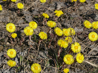 第一个春天花黄色的款冬关闭第一个春天花款冬