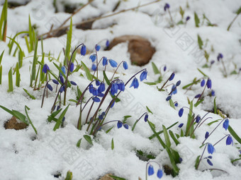 野风信子Scilla蓝色的花白色雪Scilla花白色雪