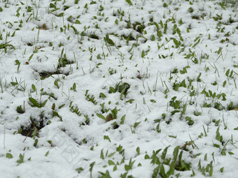 春天雪下降了的绿色草的变幻莫测天气春天雪下降了绿色草