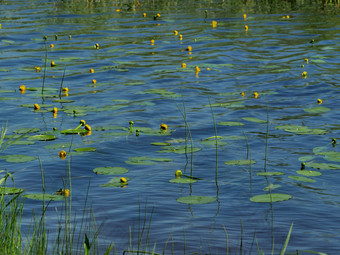黄色的水莉莉花蓝色的水黄睡莲lutea