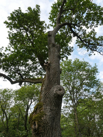 巨大的老橡木百岁老人树低角视图