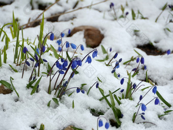 Scilla蓝色的花下的雪春天特写镜头