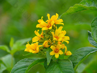 黄色的花<strong>金丝</strong>桃属植物自然特写镜头Herbal植物<strong>金丝</strong>桃属植物黄色的花