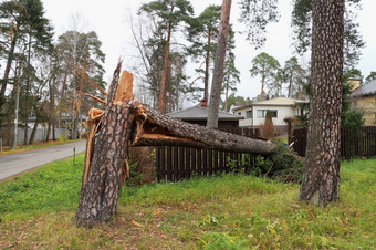 彼得堡俄罗斯10月巨大的松树破碎的就像匹配的风暴风打破了的栅栏的房子巨大的松树破碎的就像匹配的风暴风