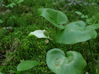 花沼泽马蹄莲关闭水生植物