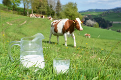 牛奶而且牛爱蒙塔尔地区瑞士