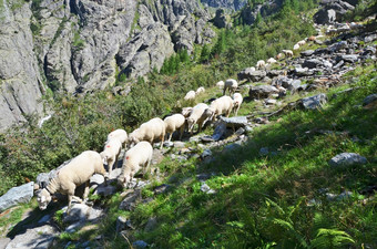群sheeps的山附近飘飘冰川瑞士